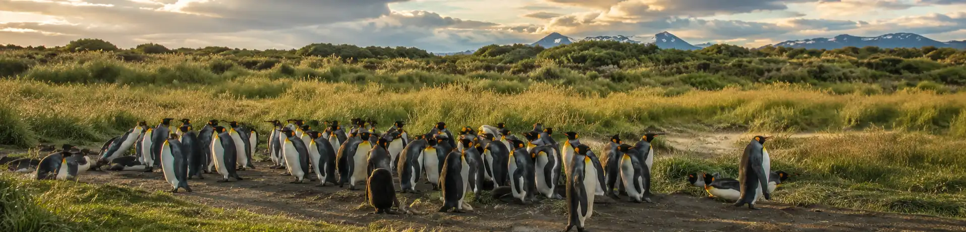 Parque Pingüino Rey